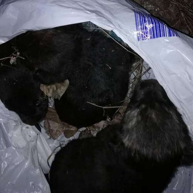 Завязали в пакет и выбросили в реку: в Днепре мужчина спас щенков от смерти в ледяной воде