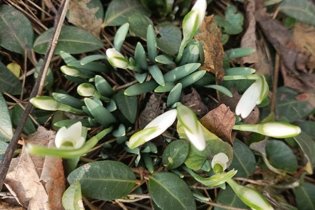 Підсніжники. Суспільне Дніпро Без істотних опадів, до 10° тепла. Яку погоду прогнозують на Дніпропетровщині з 3 по 7 березня