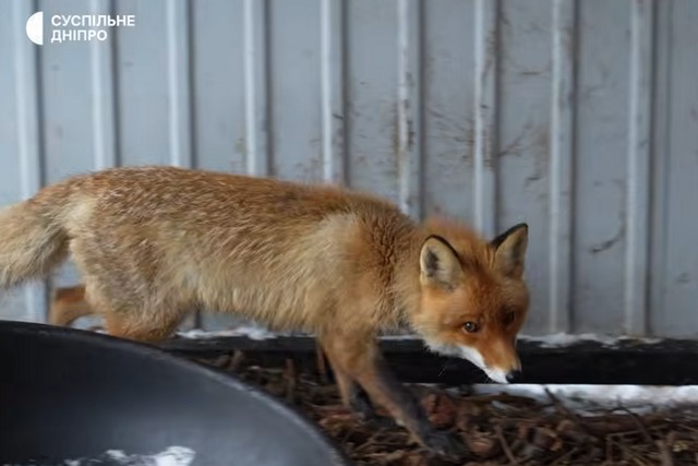 Одна прибилась к людям, другой – попал в капкан. В приюте для животных на Днепропетровщине живут спасенные лисицы