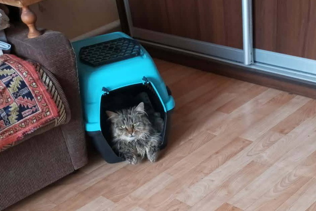 Дніпровська режисерка допомогла знайти нову родину коту з нещасною долею