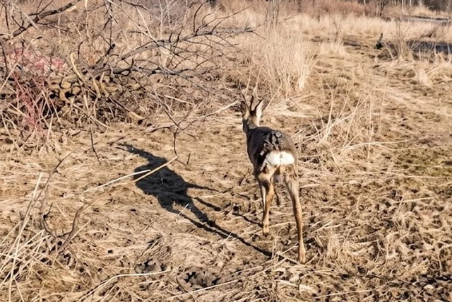 �� ��������� ������������� ������ �������� ������ ����� 