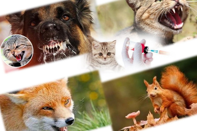 �� 2026 ��� �� ���������������� �������� 11 ��������������� �� ��������� �������� �������