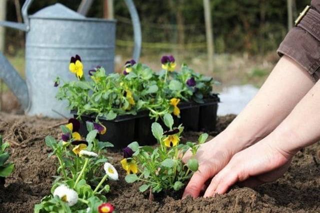 ������� �� �����: ����� ������� ������ ���������� �����