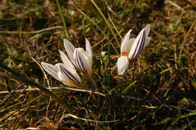 На Днепропетровщине расцвел шафран