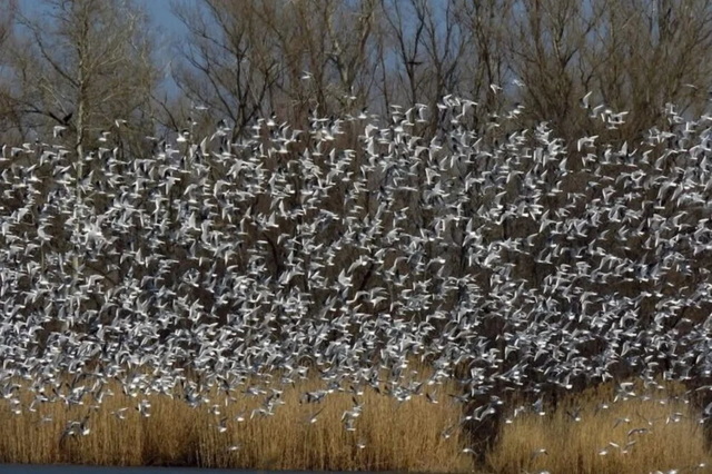 В Днепре сотни мартинов устроили удивительное шоу над рекой