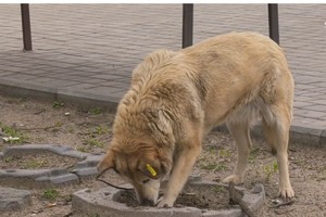 �� ϳ�������� � ����� ���������� ������ �����!