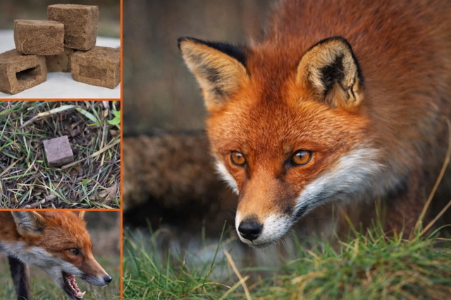 На Днепропетровщине начнется массовая иммунизация от бешенства