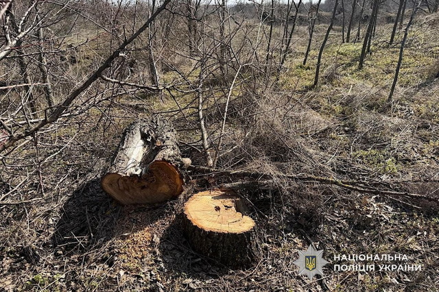 На Криворіжжі чоловік незаконно вирубав дерева на території ландшафтного заказника