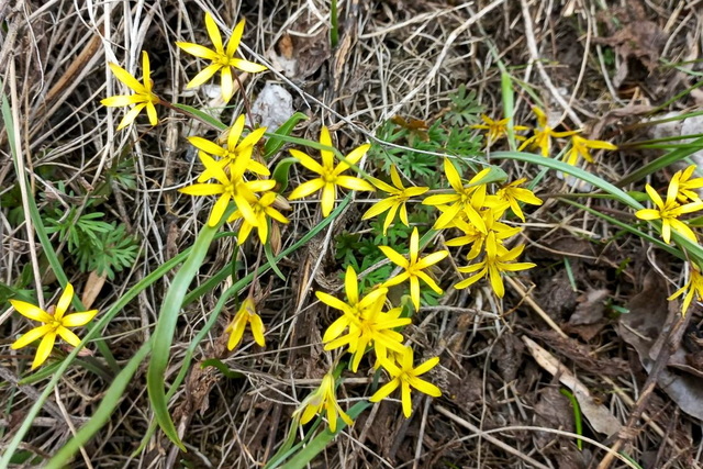 Поля Дніпропетровщини вкриті розсипами первоцвітів