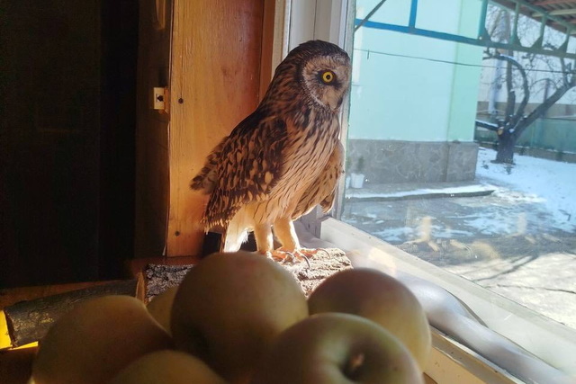 Днепрянка спасает краснокнижную сову Сеню