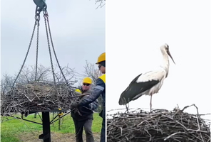 ���������� ������ ����������� ������������� ������ ��� �����