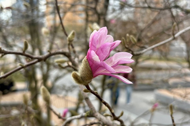 У Дніпрі розквітла магнолія
