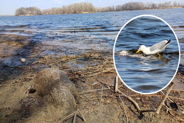 В Днепре на косе Победы обнаружили мертвую нутрию: раньше здесь погиб лебедь