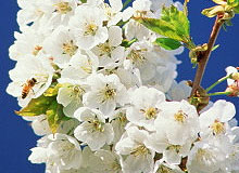 �������� ����������� 1 ������