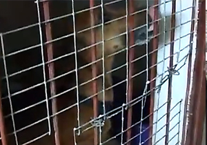 ������������ �����������, ������� ���������� ���������� �������� � ����������������, ����� ��������������