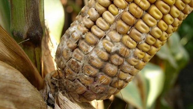 � ��������� ��������� 20 ���� ���������� ������������ ��������