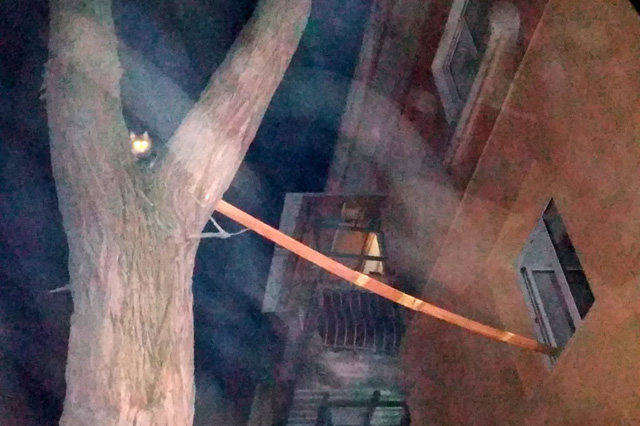 В Днепре спасатели сняли кота с дерева