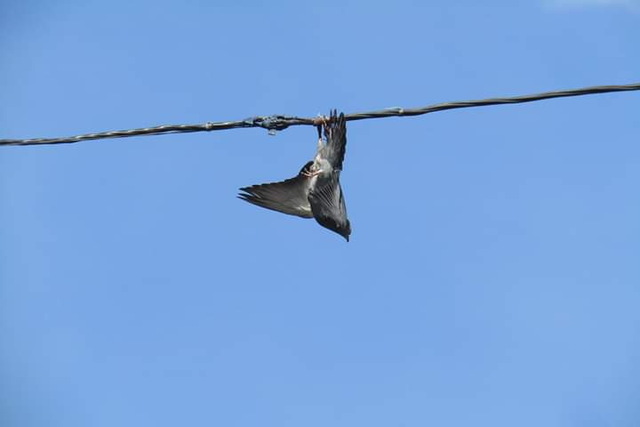 У Кам'янському врятували голуба, що заплутався в електрокабелі