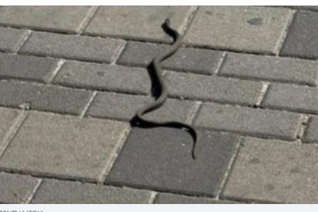    ѳ   
