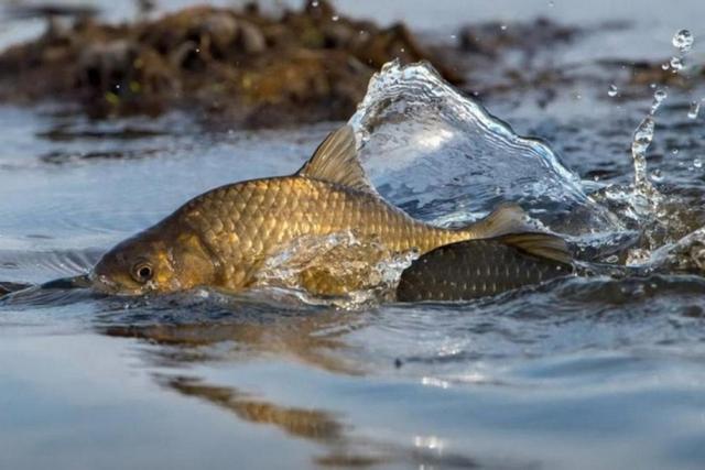 На Дніпропетровщині запровадили обмеження на вилов риби