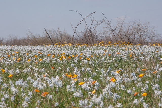 �� ���������������� ������ ������� �� ������� ����� ������