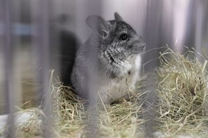 ����� �������. � ������������� ������������ ���������� 20 ������, �� ���������� � �������� ����������