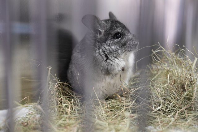 ���������� ������. �� ������������� ����������� ������������ 20 �������, ������� ���������� � ������� ���������