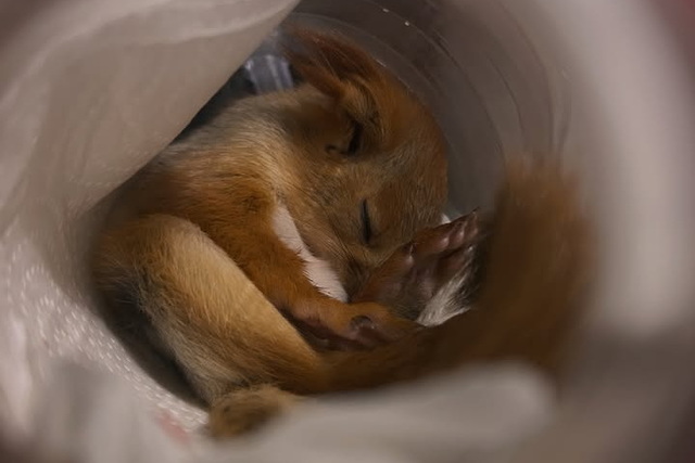 Дніпрян закликають правильно рятувати білченят, які випали з гнізда