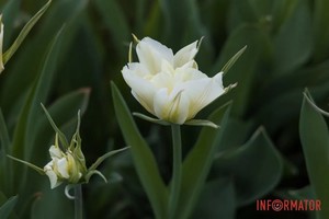 � ����� �� ѳ���������� ���������� �������� ����� ������ ������ ���������