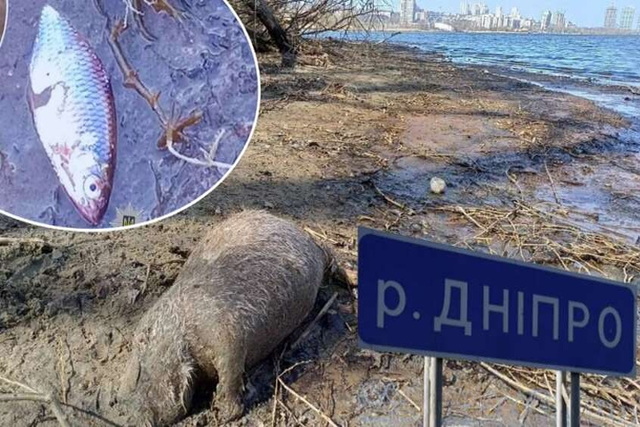 Фото: колаж порталу Гибель рыбы и нутрии на Победе в Днепре: что говорят эксперты