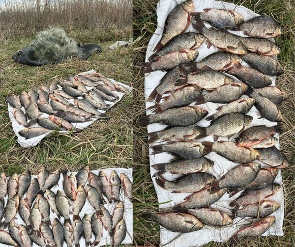 ������ ����� 56 ���. ���. �� ���� ����� ���� ������� �������, ���� ���������� ���� ������