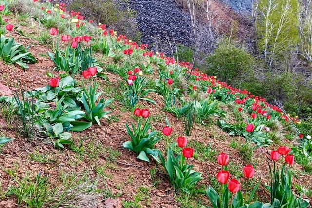 На отвалах криворожской руды вырос чудо-сад