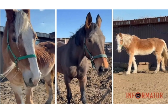Нужна помощь: в приюте спасают лошадей из Днепра, которых отправили на «заслуженную пенсию»