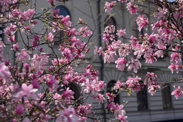 У Дніпрі розробили карту цвітіння у нашому місті