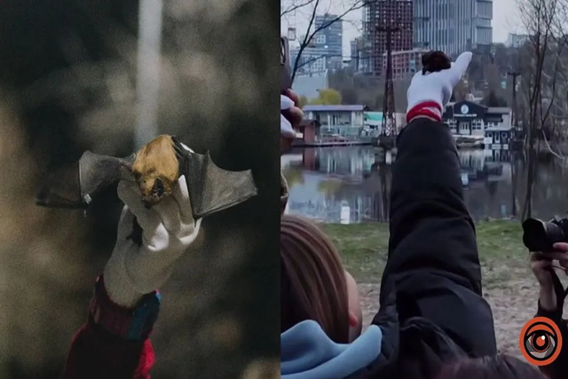 У Дніпрі на волю випустили 250 врятованих взимку кажанів