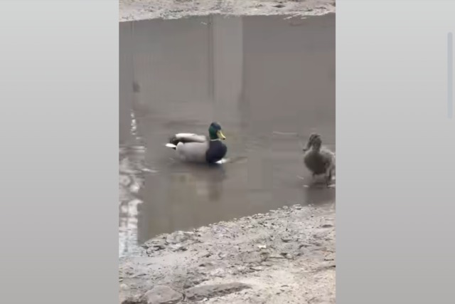 ����� ���� ������� ����� ����� �������� ���� �� ���������� ����������