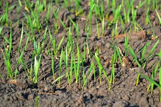 Средняя за первую декаду апреля температура воздуха на Днепропетровщине была на 1-2° выше нормы