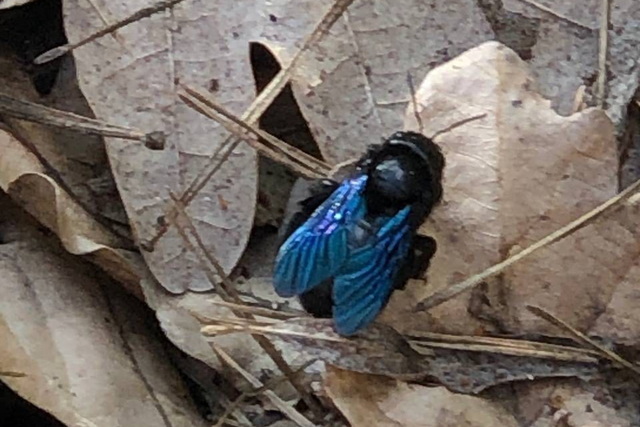 � �����������-����������� ���������� ������� ������ �� ������� �����