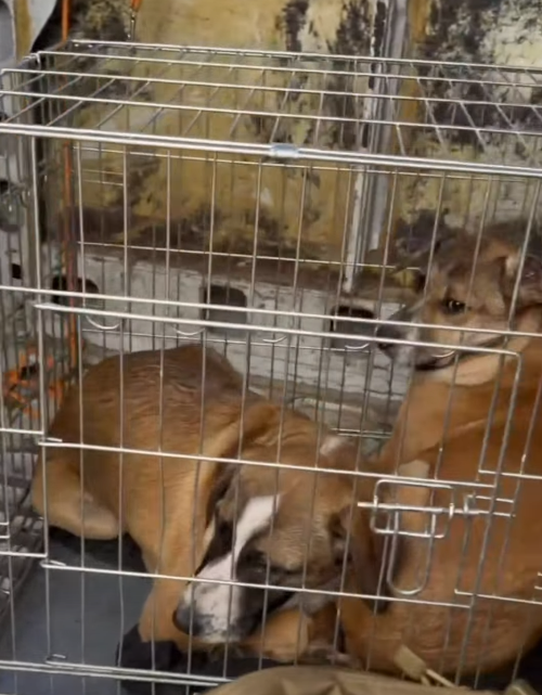 ���������� ���� ���� �� ������������ ���� ����� �������