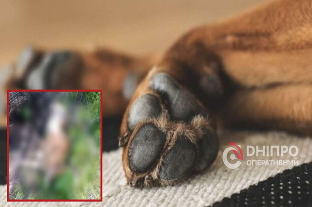 � ����������� ������ ���������� ���� ������������ �����: ��� ������� � �������