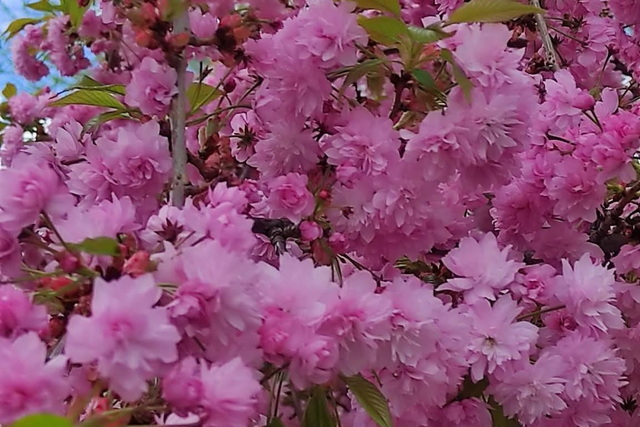 � ����� ����� ���������� ��������� �����