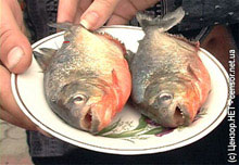 ���-�� ����� ����� ����� ������������� ���������!