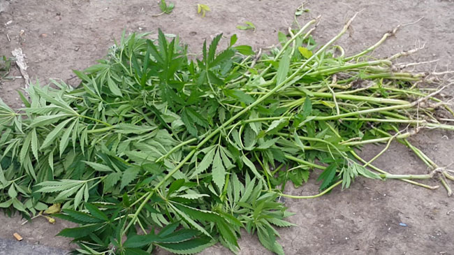 ������� ������ ��������������� �������� ������� � ������������