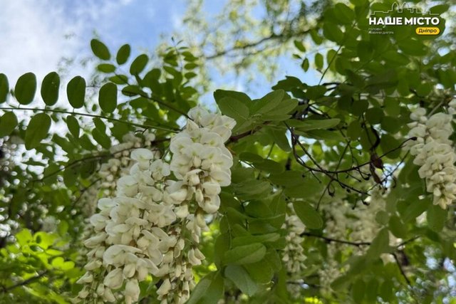 У Дніпрі сезон акації: місто поринуло в ароматне цвітіння