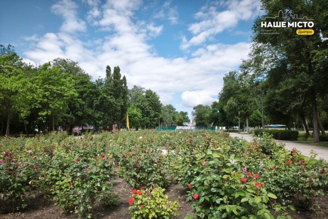Легендарная розовая аллея в парке Глобы начинает сезон цветения