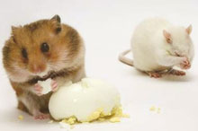 ������� ������������� � ���������