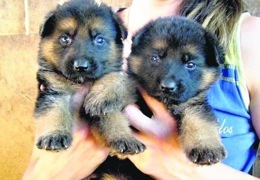 ��� ����� ������ ������ � �������