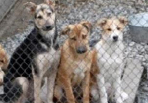 ������ ������ ������������ � ������������� ����������� �����������