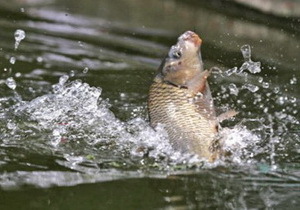 � ��������� ���������� ���������� ������ �� ����� ����