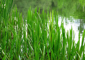 ����������� ����� ����� ������� � �������� ����